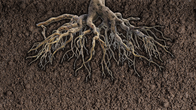 Roots and soil, the Revelation Pattern